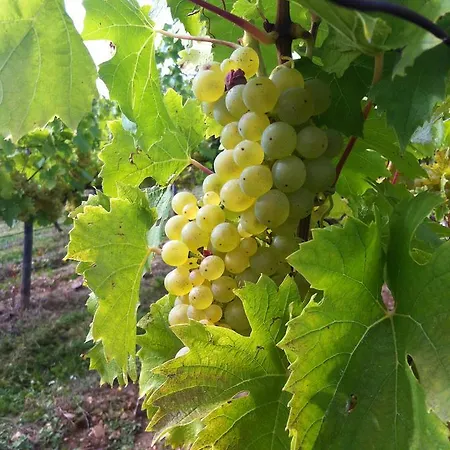 Szálloda Zum Baeren